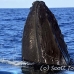 whale_humpback_sb_h_1204_dom1252.jpg